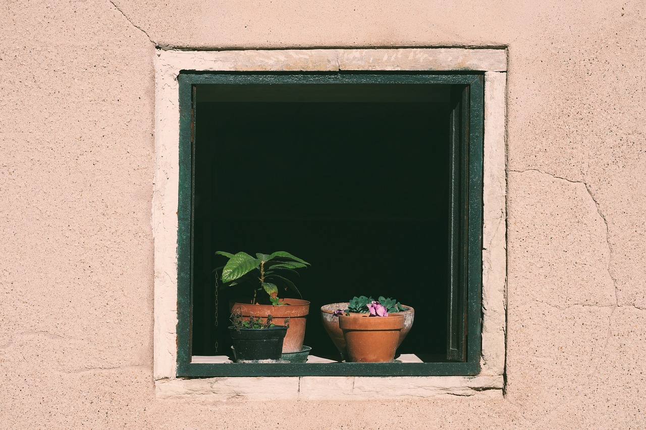 window plant