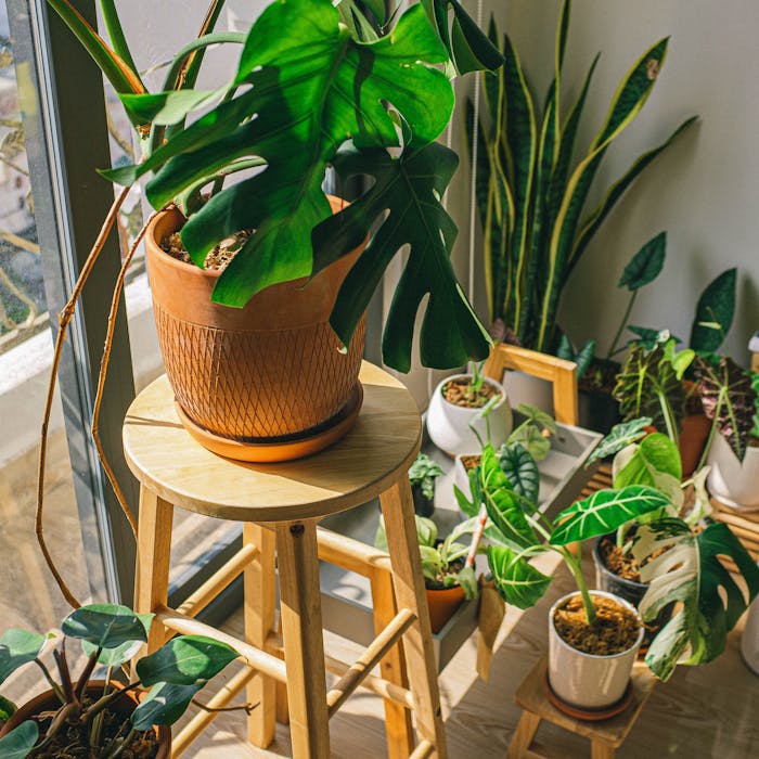 house plants