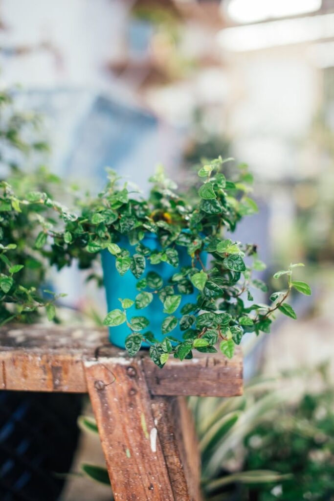 pot with green plant